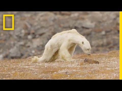 Heart-Wrenching Video: Starving Polar Bear on Iceless Land | National Geographic - UCpVm7bg6pXKo1Pr6k5kxG9A