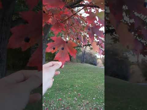 mùa thứ tại Mỹ 2025