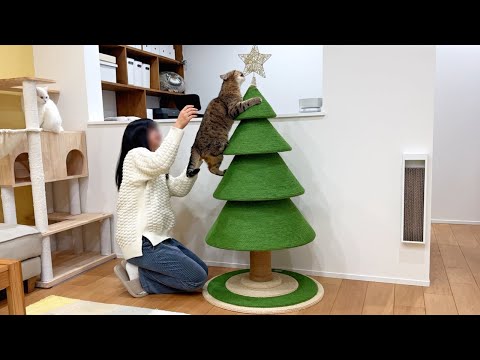 猫がいる家でクリスマスツリーを飾るとこうなります…！