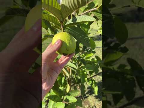 Pé de goiaba dando fruto