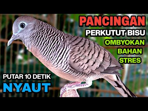 Perkutut Lokal Gacor Suara Besar Pancingan Burung Perkutut Agar Cepat Bunyi.