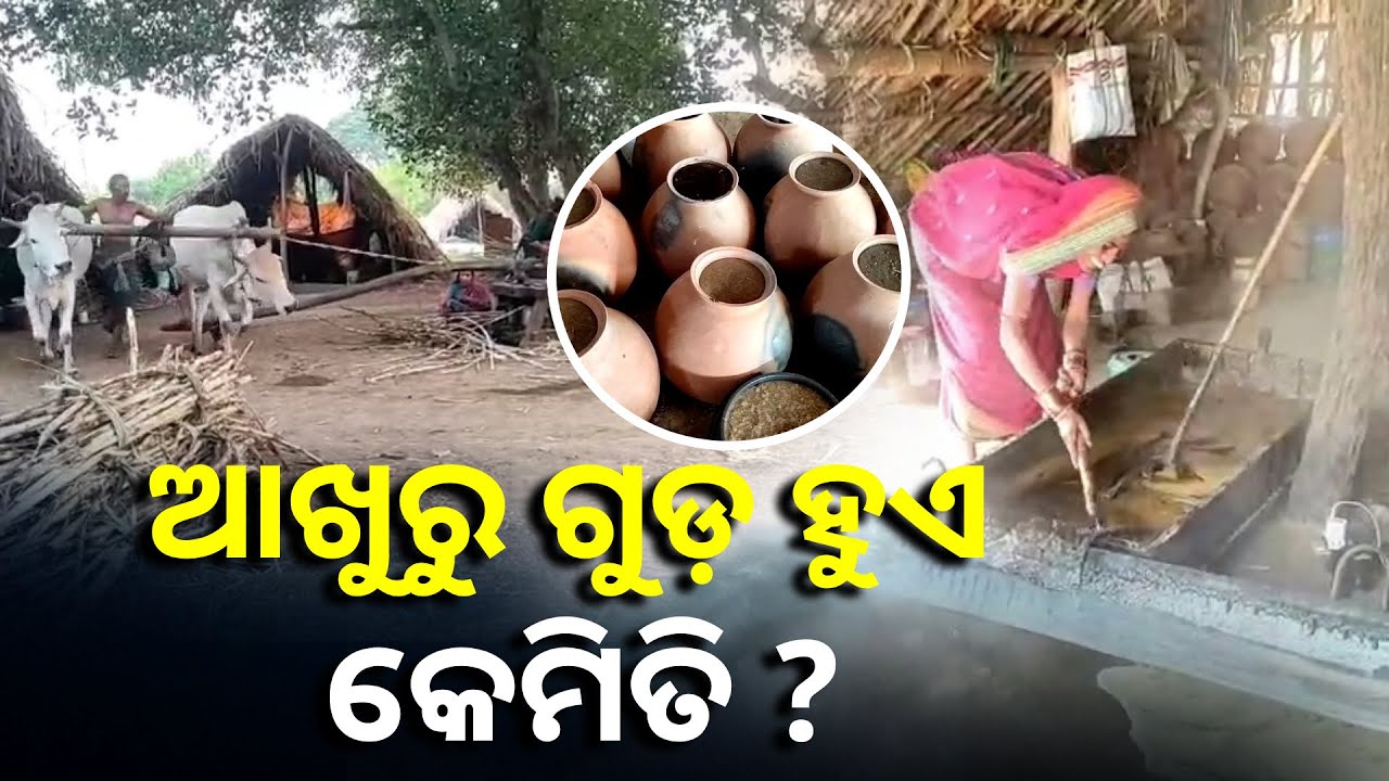ଆଖୁ ରସରୁ ଗୁଡ଼ ତିଆରିର ପାରମ୍ପରିକ କରମ୍ପରା ଦେଖିଛନ୍ତି କି କେବେ ? || Knews Odisha