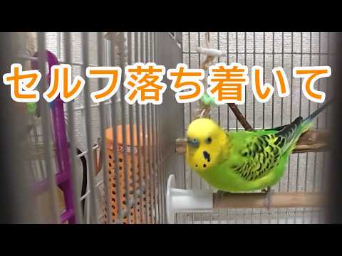 興奮しすぎた自分を落ち着かせるインコ【セキセイインコ】