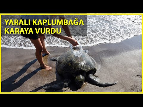 Kıyıya Vuran Yaralı ve Bitkin Yeşil Deniz Kaplumbağası Tedaviye Alındı