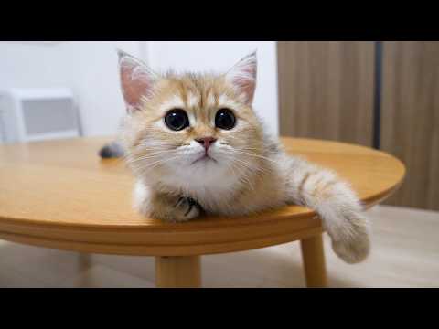 Cute kitten watching over the playful kittens from atop the table...