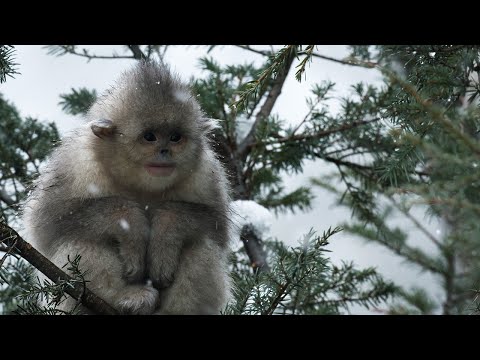 Close Call for Baby Snub-Nosed Monkey | 4K UHD | China: Nature's Ancient Kingdom | BBC Earth