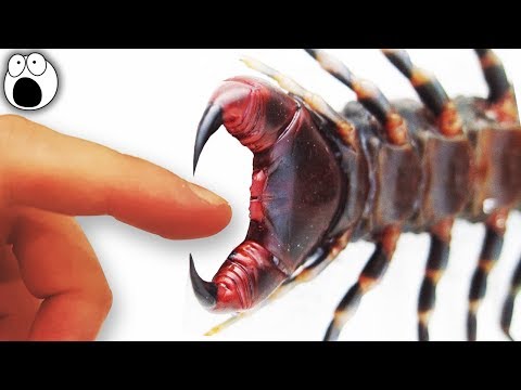 Top 10 Most Painful Animal Stings In The World - UCkQO3QsgTpNTsOw6ujimT5Q