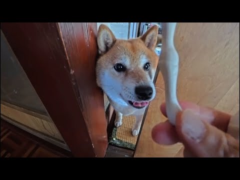 2025年9月23日：顔だけ出すエアコンの番犬がオヤツを狙う光景 サムネイル