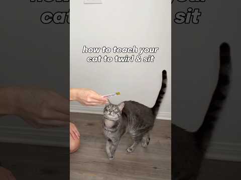 happy #tricktuesday 🤠 got some more training commands for ya #catsofyoutube #cattraining #catshorts