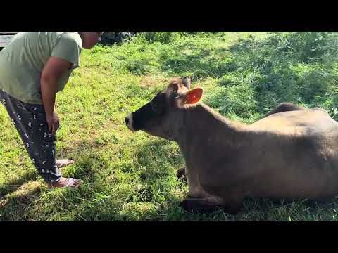 "I gotta go, Julia! We got cows!"
