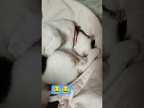 #ทาสแมว #ขำๆ #แมวน่ารัก #เที่ยว ดึกไปหน่อย😀