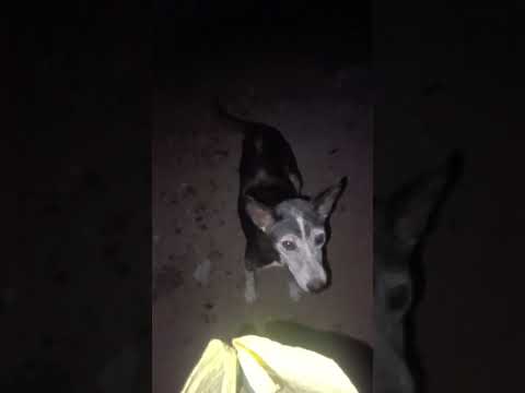 bezubaan ki jaan  😢😔 #dog #jaan #petshub #dogshorts #shorts #ytshorts