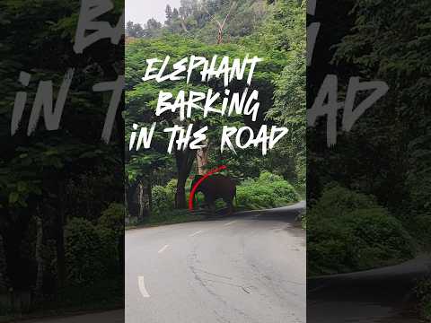 😡Elephant 🐘 blocking the road 🛣️ and barking🔊 at vechile🚌 #elephants #elephantattack #elephant