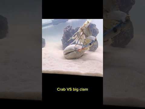 Crab VS BIG Clam #pets #aquarium #crab