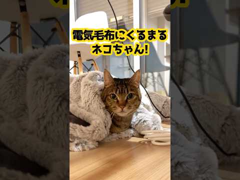 猫は電気毛布で丸くなる。 #保護猫 #cat #猫のいる暮らし #shorts