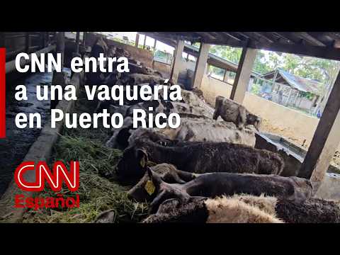 Así se realiza el ordeño diario de cientos de vacas en Puerto Rico