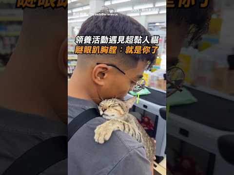 【自己的奴才自己選】領養活動遇見超黏人貓貓！瞇眼趴胸膛：就是你了｜貓｜領養