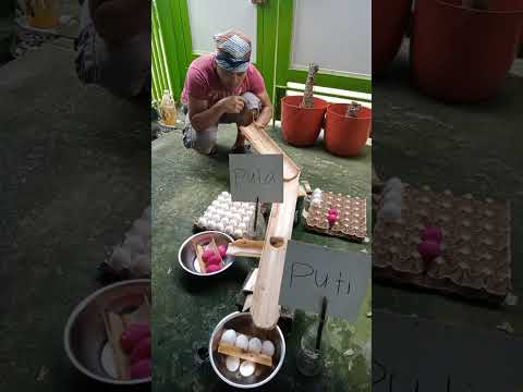 Ang galing ng mga itlog alam nila kong saan kasama nila #video #trending #funny #fyp #viral