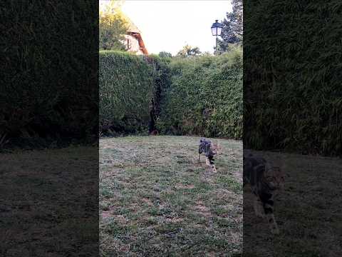 Le plus beau 🫶😻 #chat #chatdrole #chatmignon