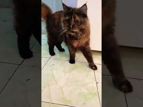 #catu liyo#youtubeshorts