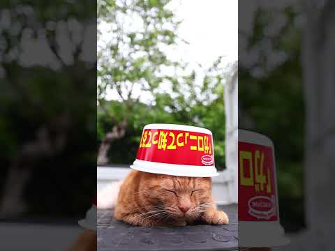猫の動画サムネイル - 名もなき下敷きスパゲッティ味焼そば　250722 #cat #cute #猫のいる暮らし #ねこ #ネコ #kitten　#のせ猫 #cutecat #猫のいる生活