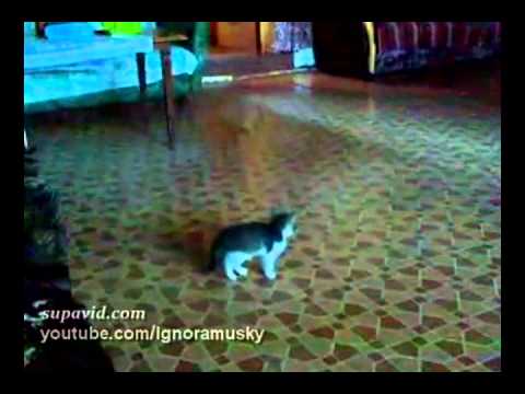 kitten vs a scary thing (котенок против страшной неведомой хрени)