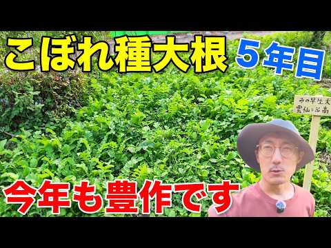 こぼれ種の野菜たちが今年も順調に生えてきてくれました!