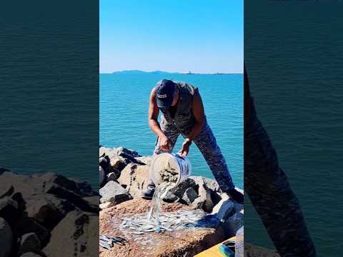 시화방조제에서 잡은 전어 엄청납니다! #shorts