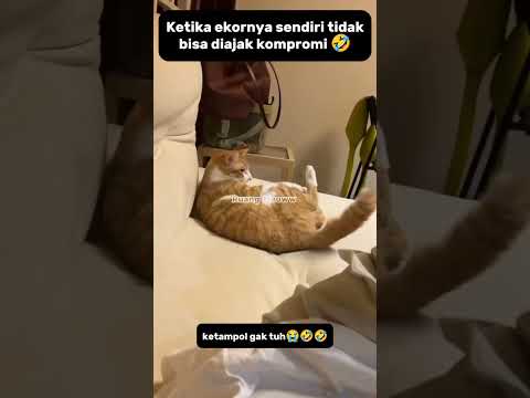 ekornya cari masalah 😂#shorts #kucing #funnycats #catlovers