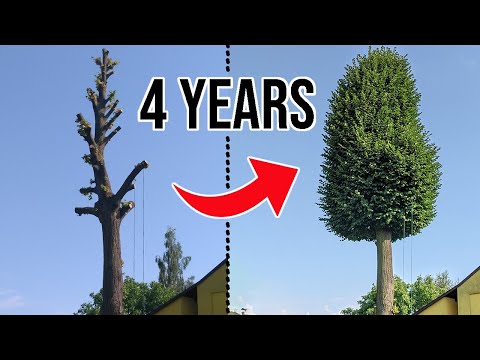 Timelapse of recovering tree for 4 years