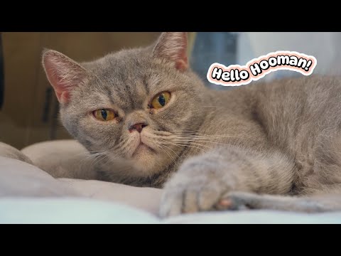 British Shorthair Cats Playing With Stranger - Funny and Cute Pets | Viral Cat