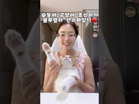 세상 순둥한 고양이 <strong>조신이</strong> 댄스 타임❤️