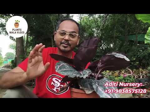 All Plants Available #plantproducts #gardenplants #garden #gardenflowers #gardeningplants #plant