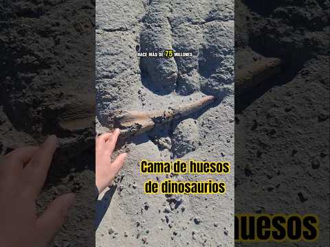 Aquí murieron 💀 CIENTOS de dinosaurios 🦖 | #paleontologia #fosiles #dinosaurios