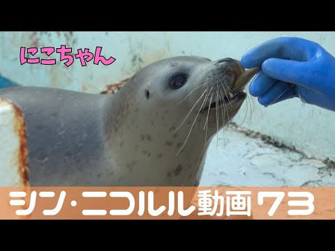 シン・ニコルル動画73  / Shin Niko-Ruru Video 73
