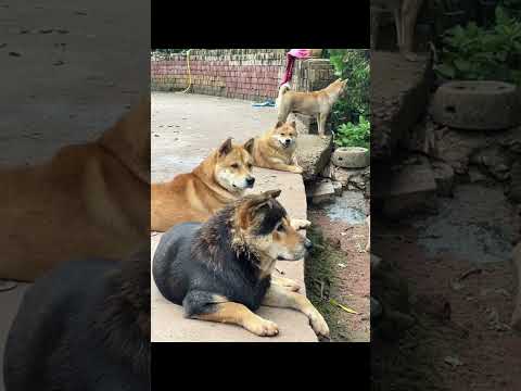 King Charles alpha dog nephew is also worried about ka nhi Charles health.