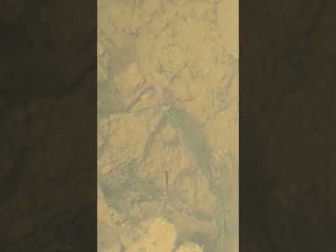 Newt vs. worm in nature !! #easternnewt #nature #f 