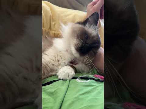 April the Seal Mitted Ragdoll #catbreed #kitty #ragdollcat