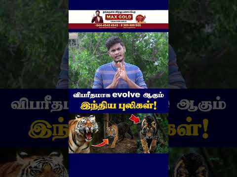 🫣😱நம் கண்முன்னே பரிணாம வளர்ச்சி அடையும் புலிகள்! | Simplipal Tigers!