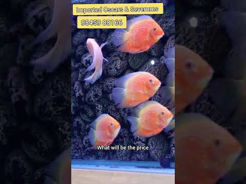 imported Oscars and Severums +91 98459 88166