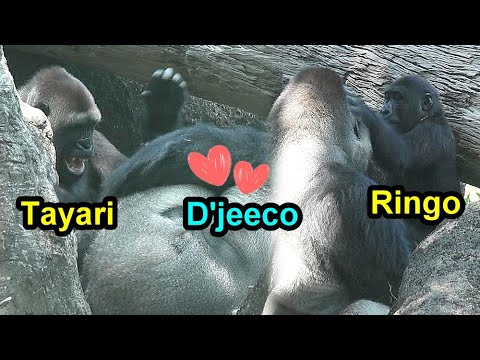 台北市立動物園ゴリラの愛情あふれる姿と家族の絆を楽しむ サムネイル