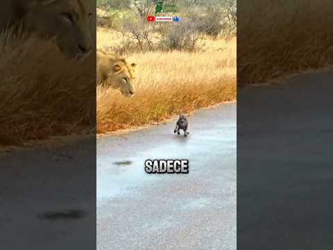 ASLANLAR ve SIRTLANLAR NEDEN BİRBİRİNDEN NEFRET EDİYOR? 🦁 vs. 😈 ÖLÜMCÜL DÜŞMANLIK!" #doğa #dövüş