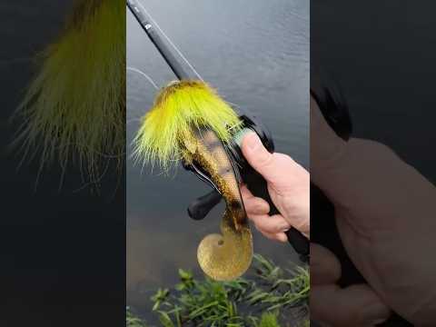 Mustache Rig - Abu Carcia Beast Curl Tail 21 cm #shorts #fishing #predatorfishing #pike #abugarcia