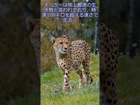 自分を世界最速だと思い込んでいる小春六花