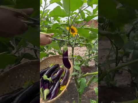 Cà nâu cơm xanh - Rạng Đông seeds #hatgiongrangdong #rangdongseeds