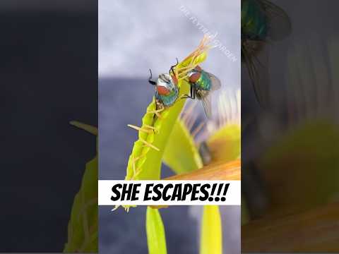 Fly Escapes Flytrap!