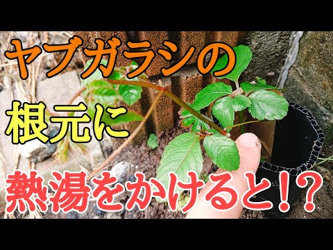 雑草対策|熱湯でヤブガラシの根茎は枯れるのか!?