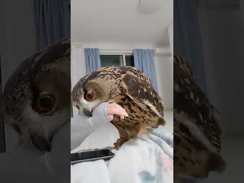 【フクロウ】遊ぼう💓