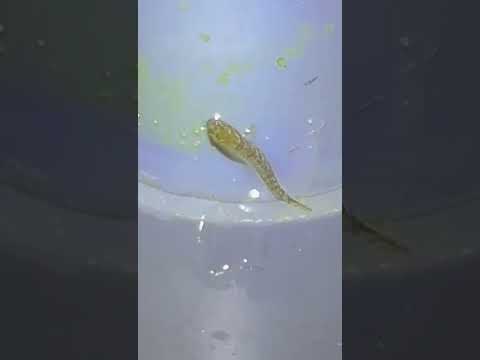 A real fish breeding challenge #shorts A real challenge mudskipper breeding🐠🌿

Periophthalmus gracilis congratulations to Hans Georg 
