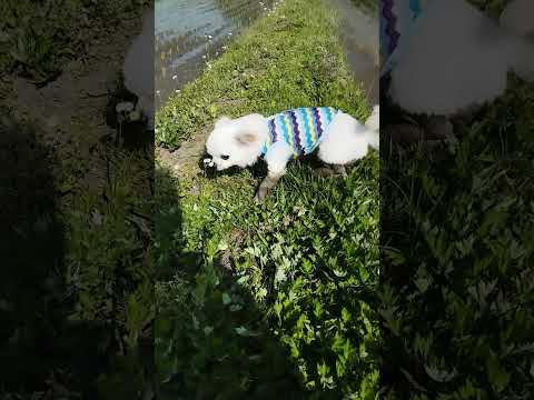 田んぼに埋まったチワワ　#チワワ #チワワの秀吉 #shorts